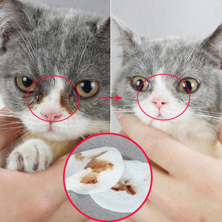 The Essential Pet Eye Grooming Wipes Every Pet Owner Needs