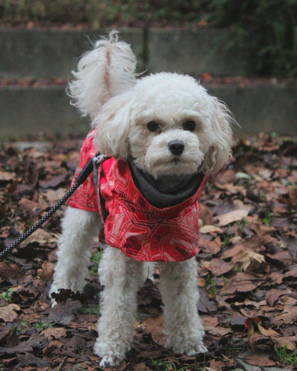 Large Dog Cotton Jacket