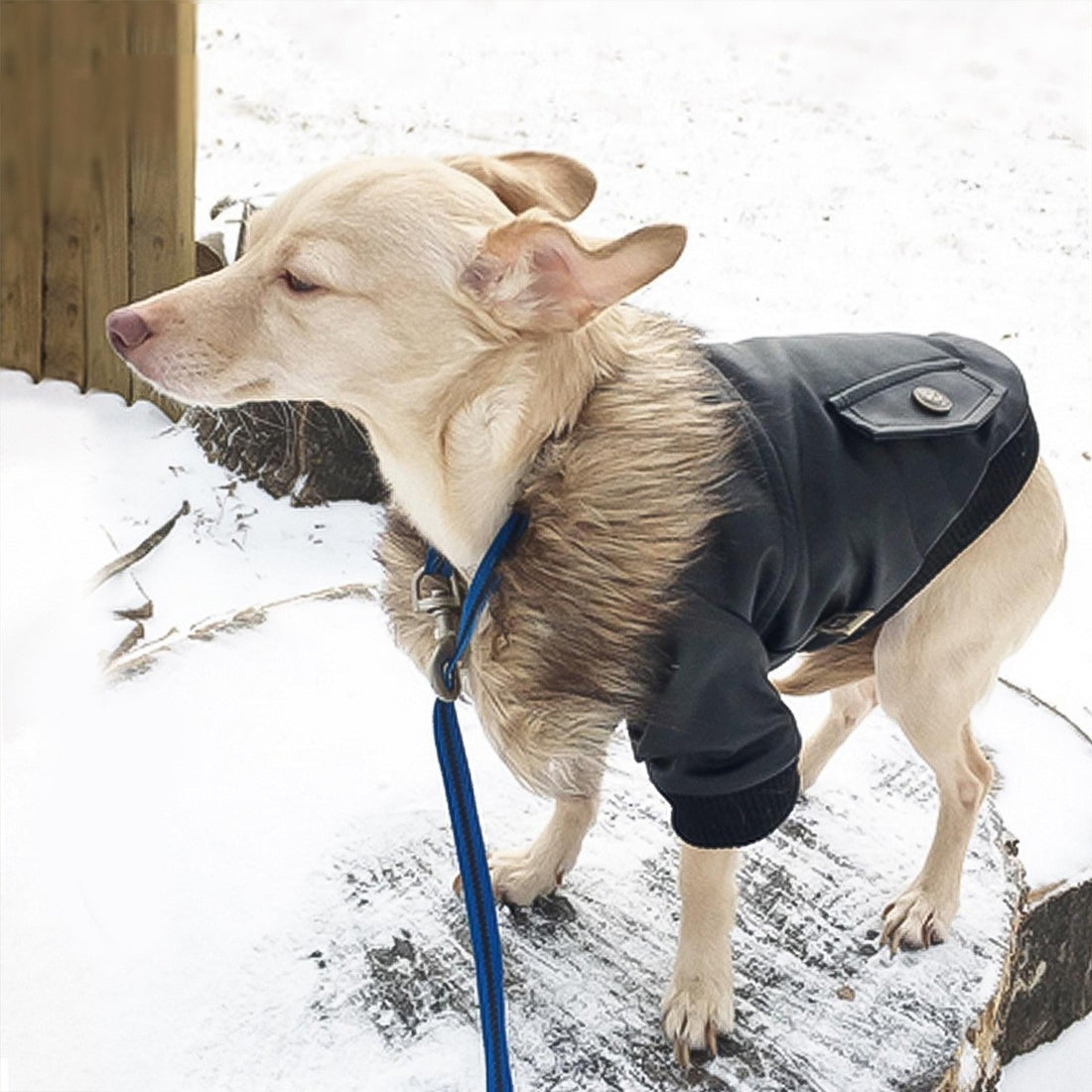 Clothes Dog Fur Collar